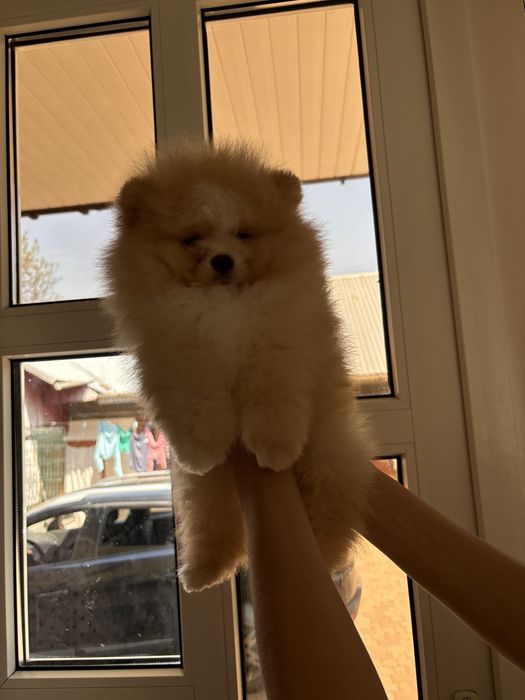 Vip Ведмедик шоу класс