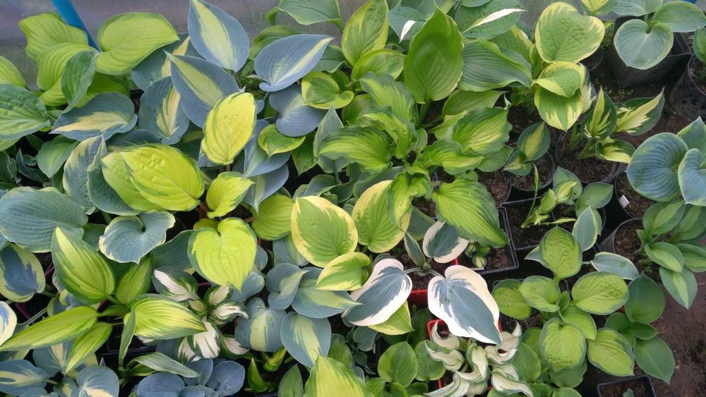 funkia hosta odmiany, rośliny cieniolubne