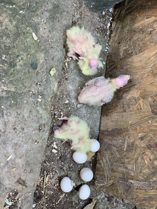 Vendo caturras adultas e bebes