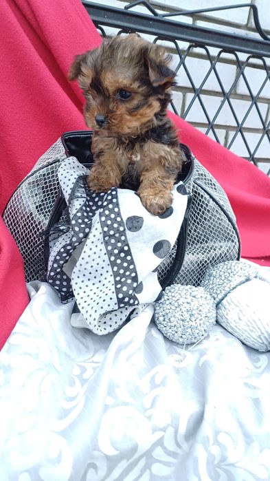 Міні дівчинка -йоркширський тер'єр.