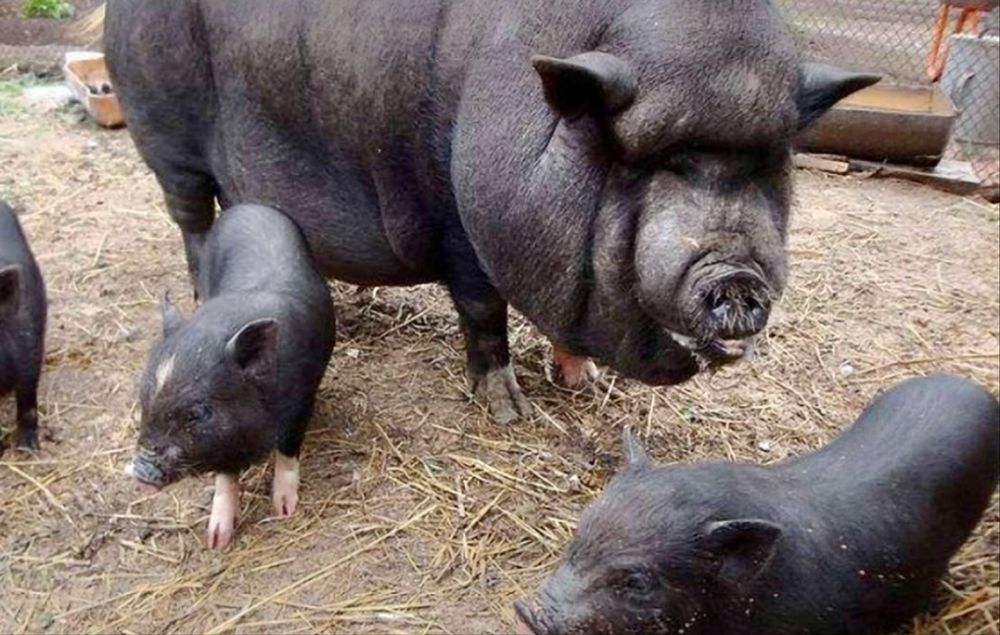 Свині вєтнамські