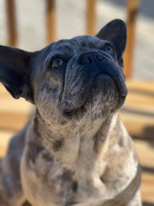 Bulldog francês macho