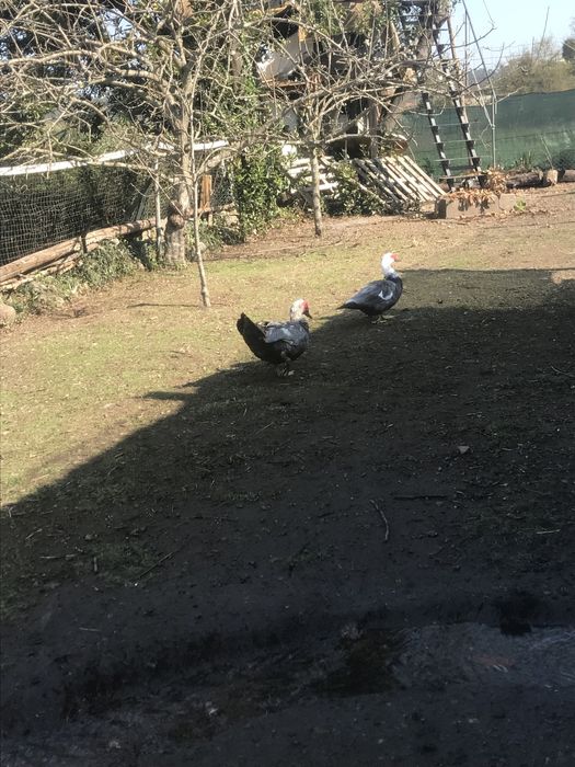 Patos mudos grandes criados ao ar livre