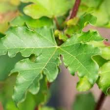 Klon polny ‚Elsrijk’  250 cm cena 240 zł