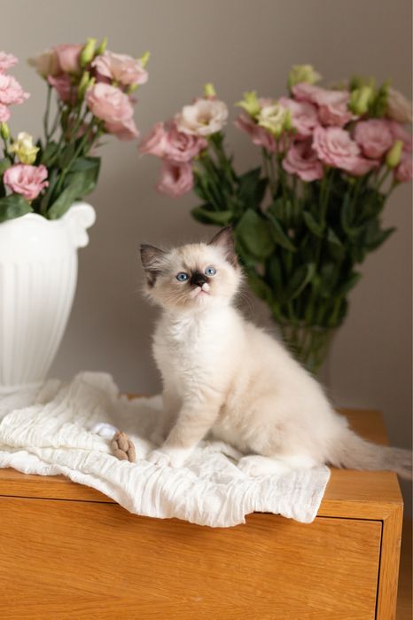 Kocurek Ragdoll -GROMEK