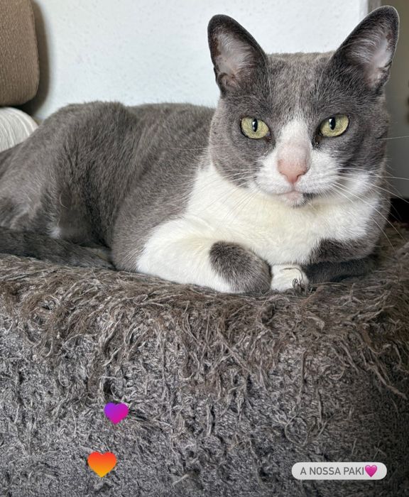 Petsitting na zona de Cascais