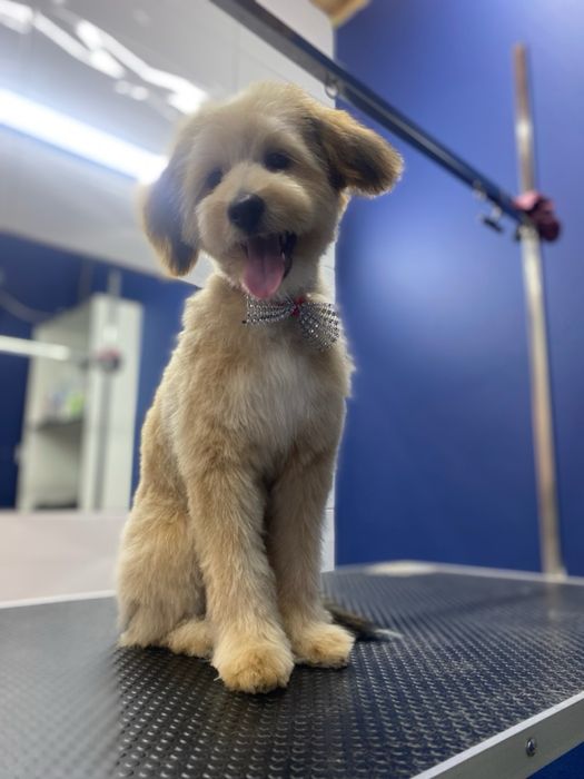 Bastion - Cockapoo - 2,5 roczny