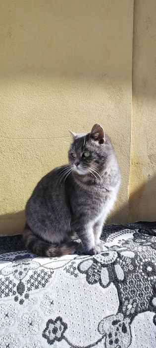 Віддам бескоштовно