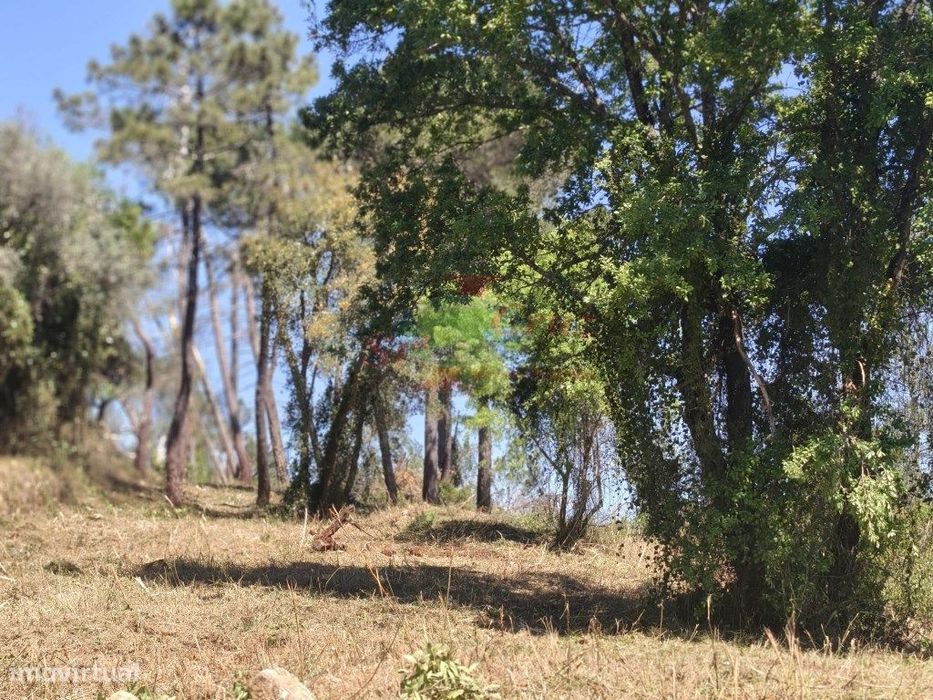 Terreno - Carvalhais