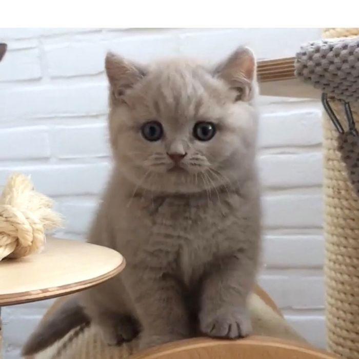 Лілові прямовухі кошенята