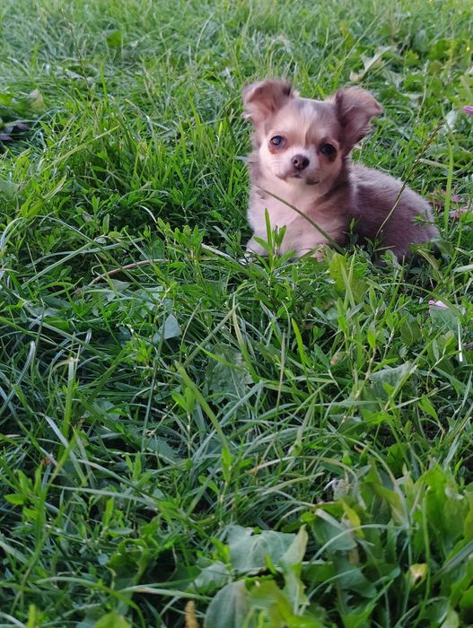 Chihuahua piesek