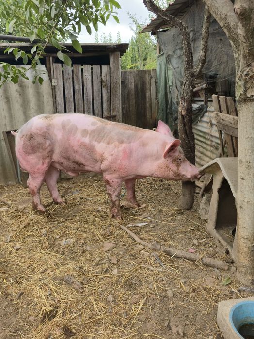 Vendo porco Pietrain