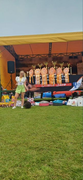 Miś szpic miniaturowy pomeranian boo sunia