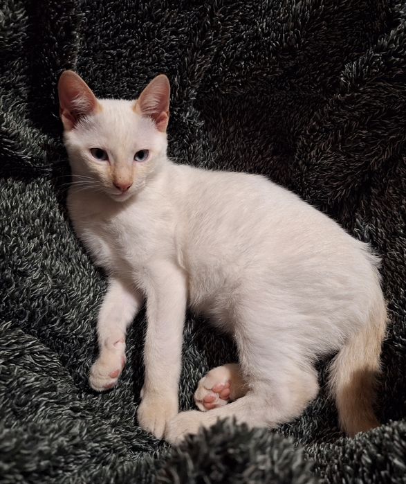 Gatinho para adopção responsável