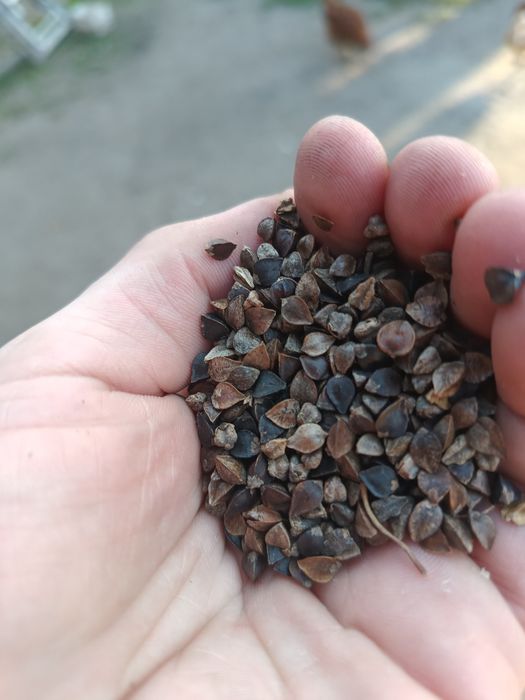 Pszenżyto ozime Aveo owies mieszanka