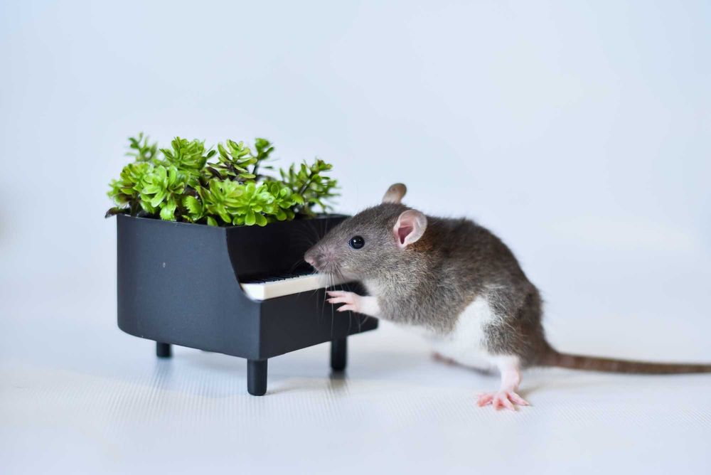 пацюки. Криси з розпідника