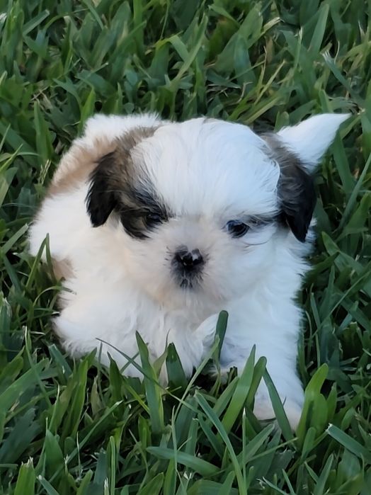 Shih-Tzu macho disponível