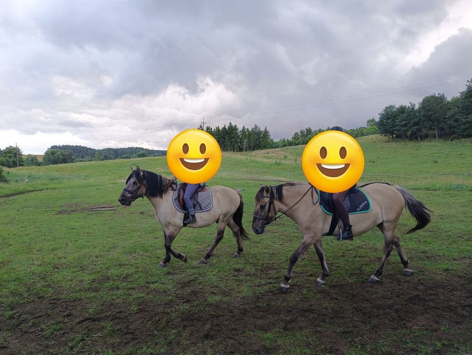 Wałach konik polski