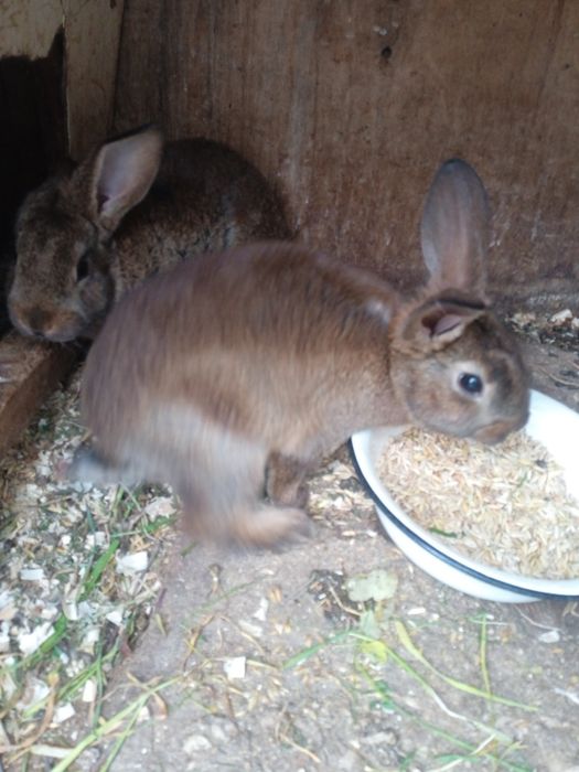 Кролики самки рекс кастор