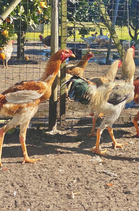 Ovos e aves INDIO GIGANTE TOP disponíveis