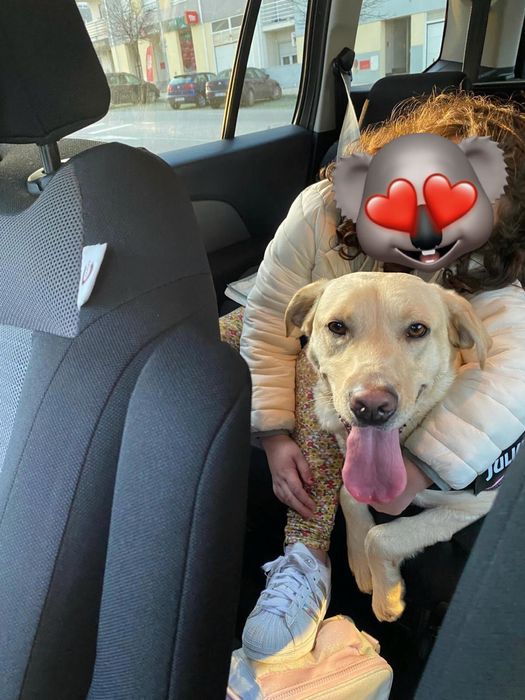 Labradora muito meiga para adoção