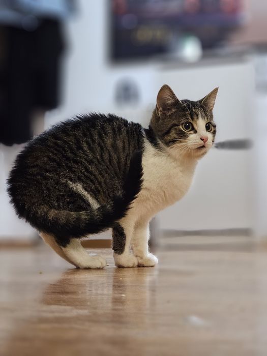 Koteczka Bambi szuka domu