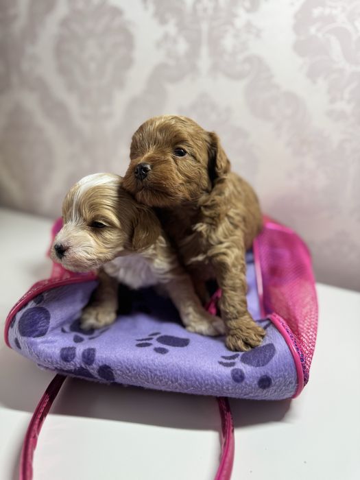 Мальтіпу мальтипу