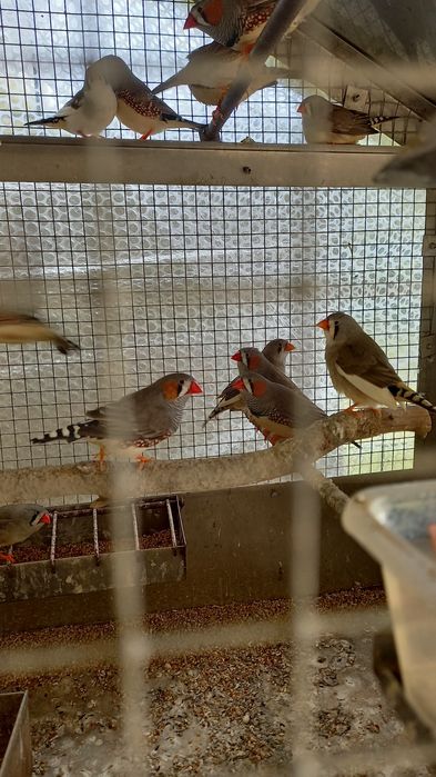 Troco mandarins para cruzar