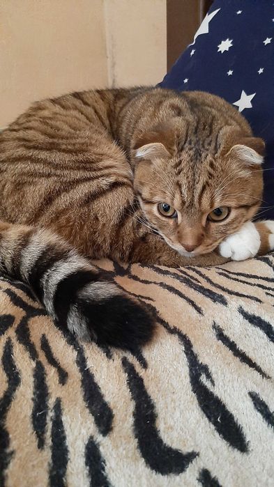 Случка кота , кіт на в'язку.