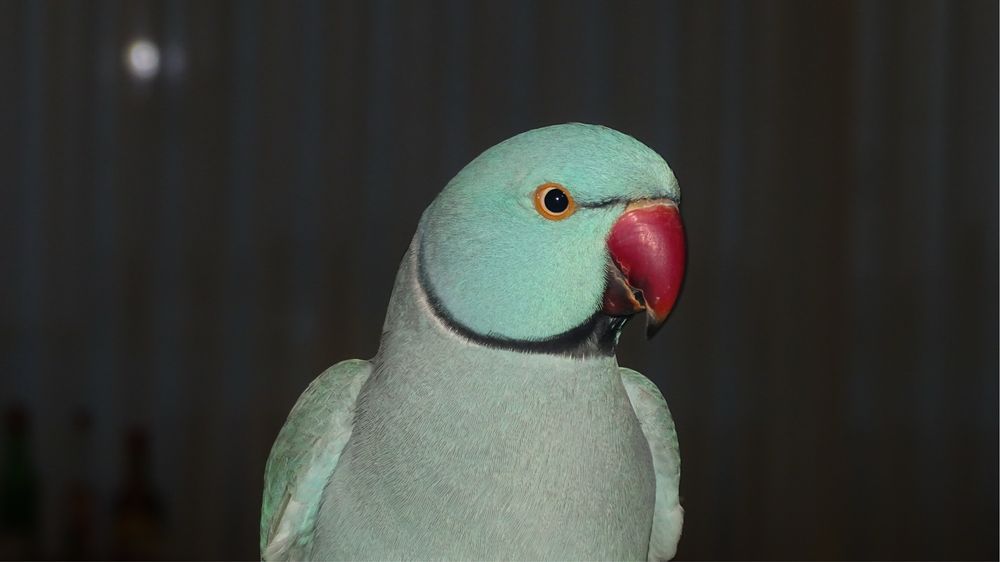 Hospedagem de Aves Exóticas e Psitacídeos e atendimento ao domícilio