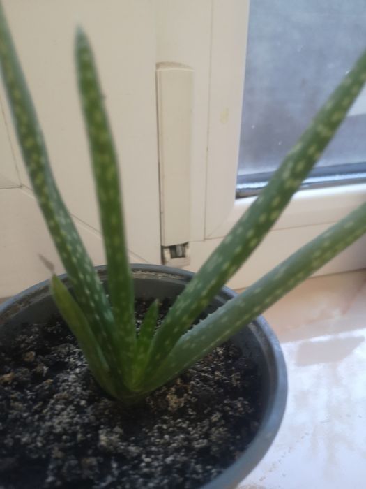 Продам алоэ, растение лечебное, толстянка"денежное дерево" в подарок