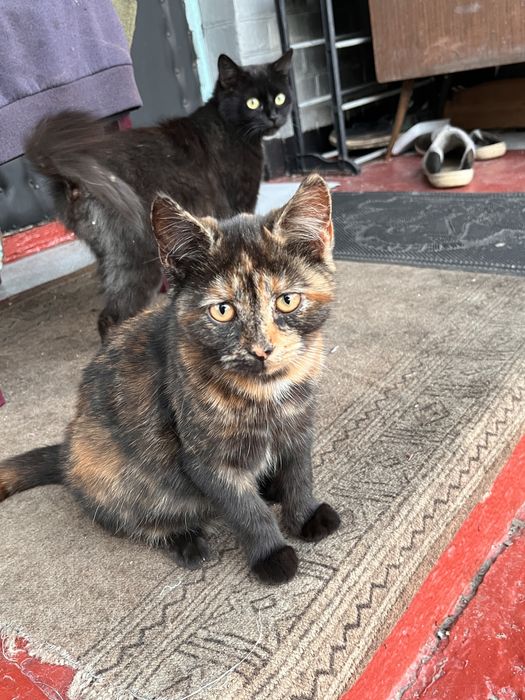 ввідам гарних котиків в добрі руки