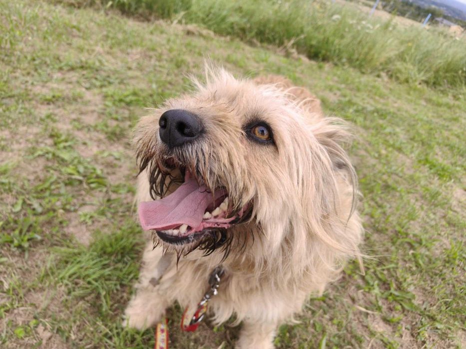 Bandi - pies szuka domu