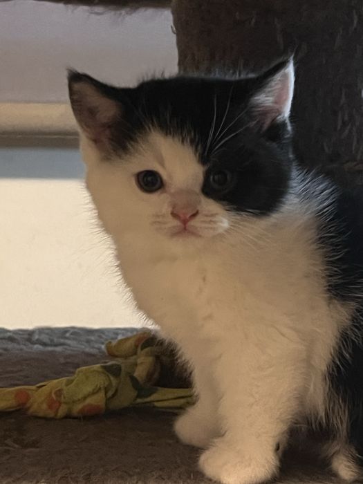 Kot brytyjski - kocur