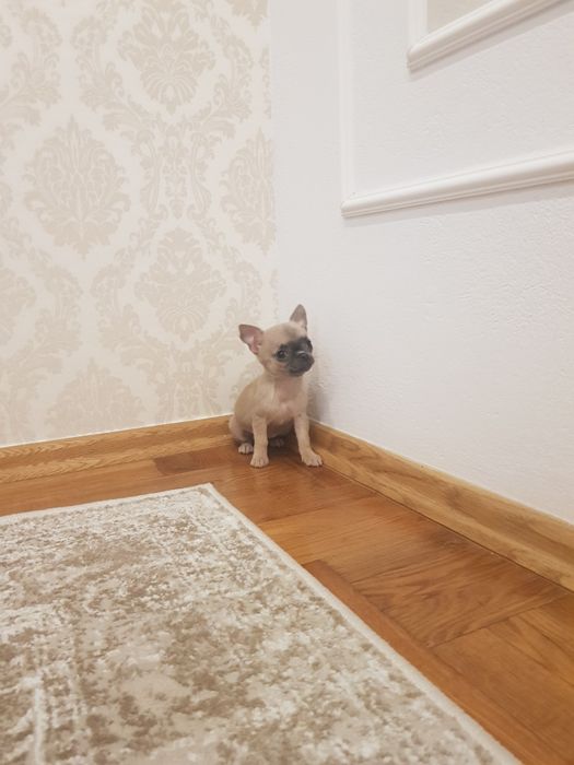 Chihuahua suczka krótkowłosa