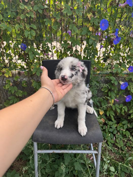 Menina Border Collie Merle Linda