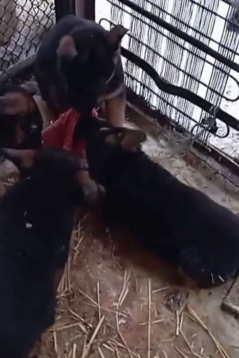 Шикарные щенки .