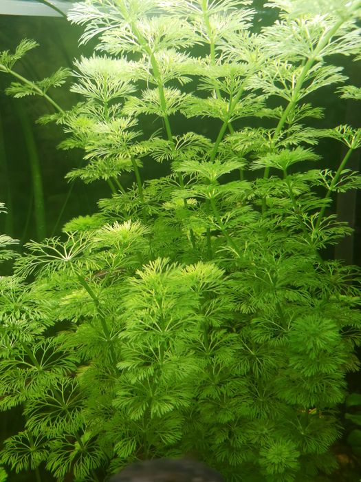 Pés de Limnophila Sessiliflora
