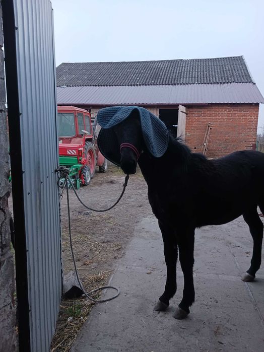 Klaczka rasy Śląska