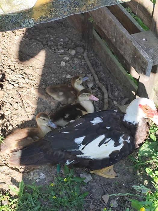 Patos mudos pequenos