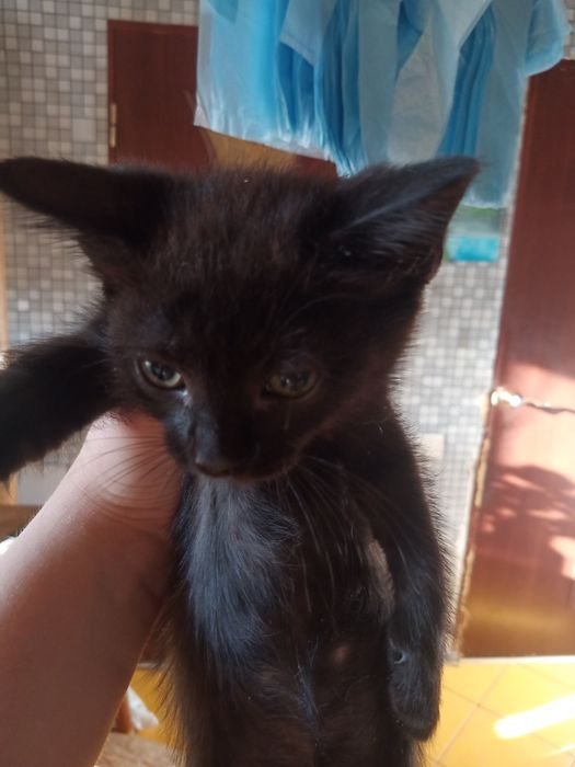 КОТЯТА ВІД британської КІШКИ