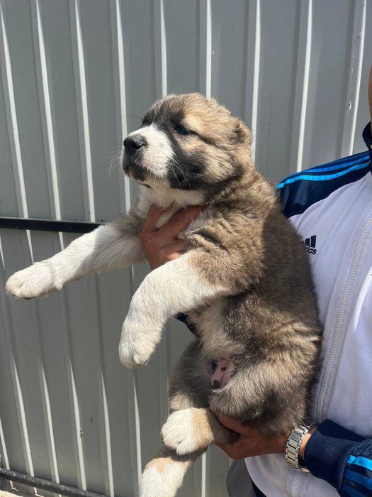 Продам цуценят Алабая