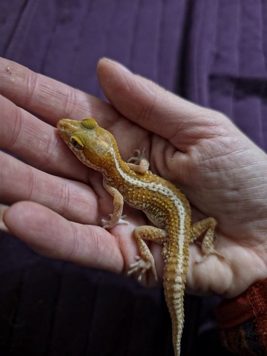 Paroedura picta – Gekon Madagaskarski, piękny samczyk