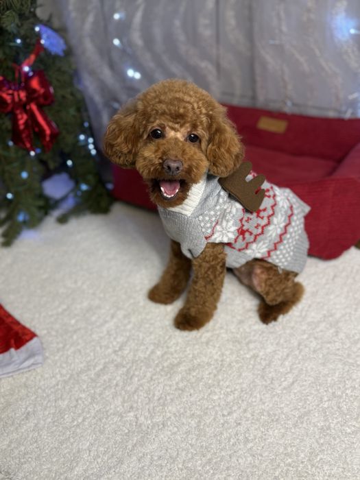 Шикарна дівчинка пудель