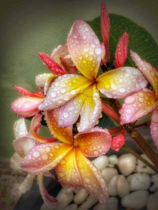 Poda de Jasmim manga ou plumeria.