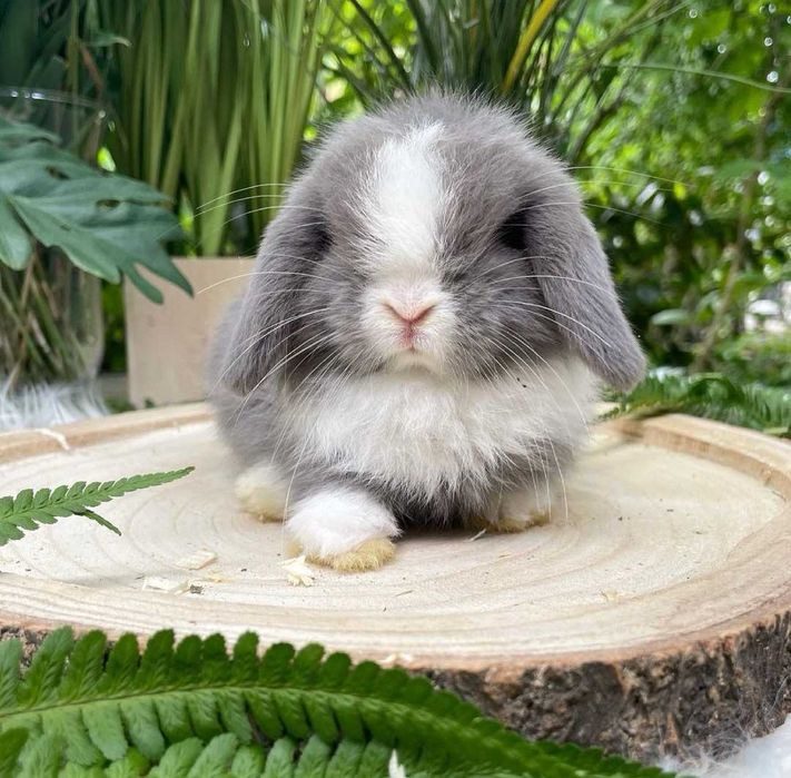 KIT Coelhos anões orelhudos, mini lop super inteligentes e dóceis