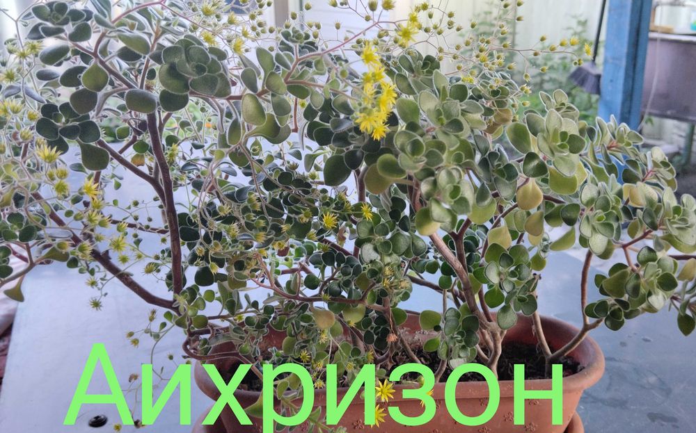 Комнатные цветы:;Аихризон,Фикус Абиджан,Хавортия.Герань .