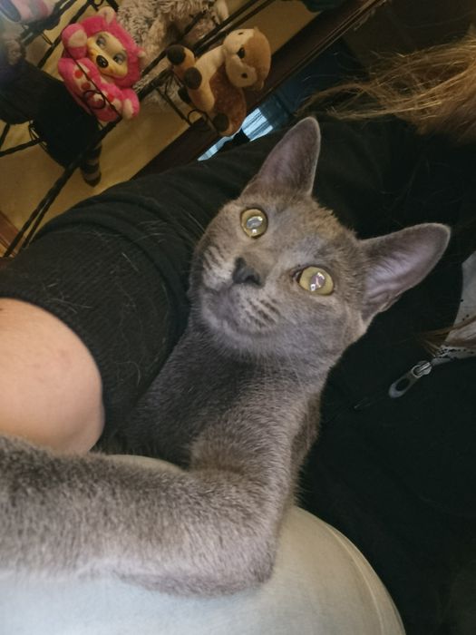 Кіт. Киця. Кошеня.