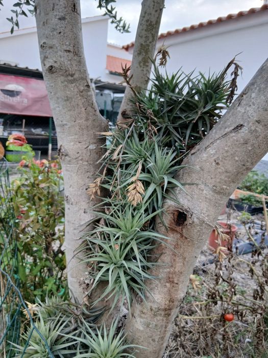 Planta Cravos "aéreos" (Bromélia)