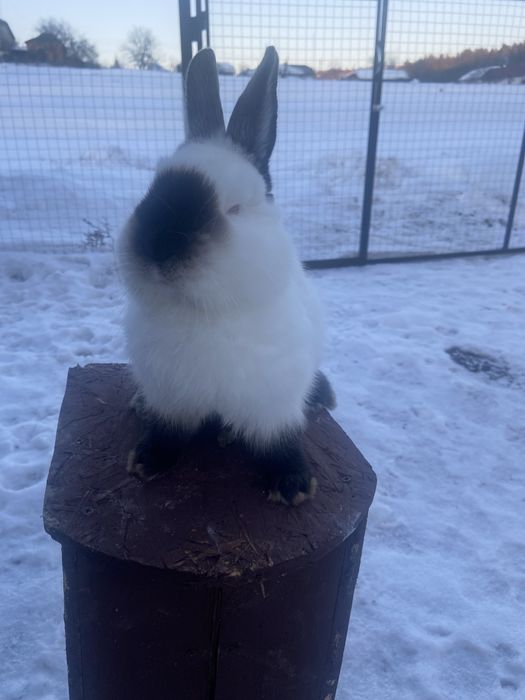 Каліфорнія на племя